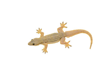 House lizard isolated white background with clipping path.
