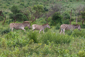 Fototapeta na wymiar Zebra-Zèbre (Equus), kwazulu natal, south africa.