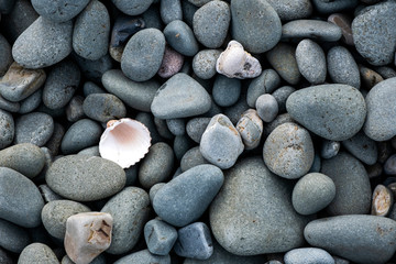 Galets et coquillages