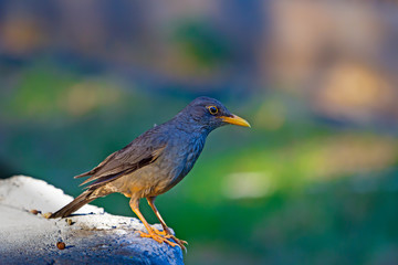 Karoo Thrush bird on rock