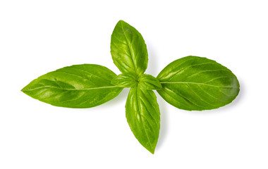 Fresh green basil leaves
