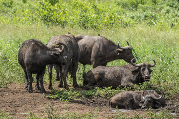 African buffalo-buffle d'Afrique (Syncerus caffer), South Africa.