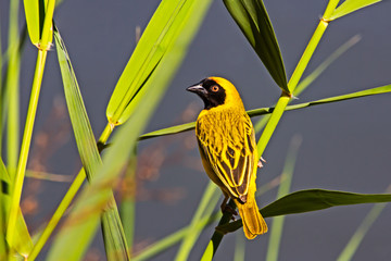 Male Southern Masked Weaver bird on reeds