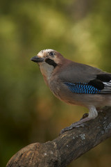 Jay (Garrulus glandarius) in Malaga, Spain