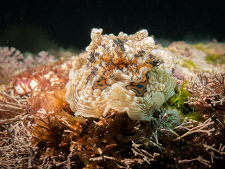 Dendrodoris denisoni