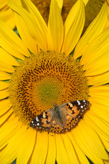 Vanessa butterfly of the thistles (Vanessa cardui) in Malaga, Andalusia. Spain