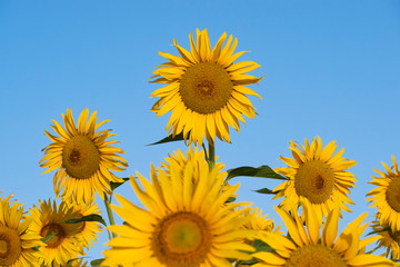 Obraz premium Field of sunflowers in Malaga, Andalusia. Spain