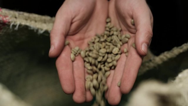 Man scooping green coffee beans Arabica and Robusta from a Sacks on background.