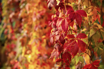 Wild grape red leaves
