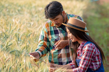 Young smart asian man and woman farmer examines barley wheat field farm using digital technology...