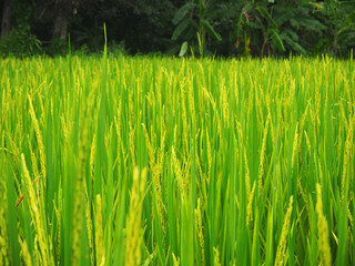 Rice fields 