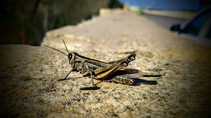 Friendly Grasshopper
