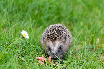 junger Igel läuft im Garten und sucht Futter