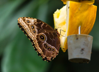 Brown large butterfly