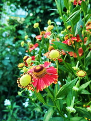 red flowers in the garden