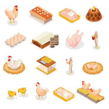 Isometric Chicken Icon Set