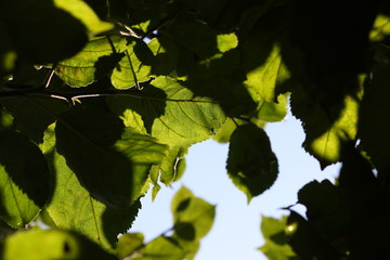 green leaves of maple