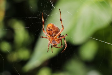 spider on a web