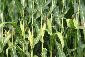 Fresh green corn cobs on plant growing in the field. Corn field on summer in northern Italy