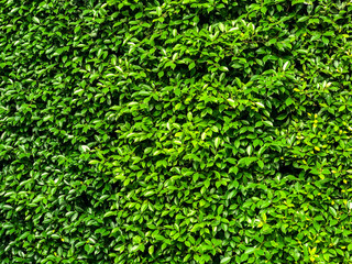 Green leaves nature wall for background.green leaf outdoor decorative texture.