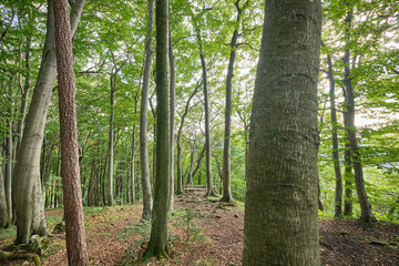 Beautiful green beech forest with green leaves and an empty bench in the late summer in Germany