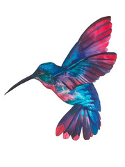 Obraz premium watercolor illustration, beautiful tropical bird, hummingbirds in isolated white background.