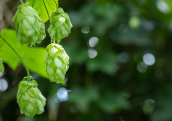 flowers of the hop plant, ingredient of beer