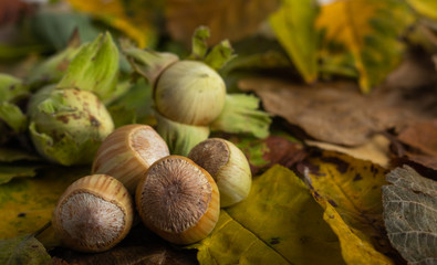 fresh hazel nuts on a table