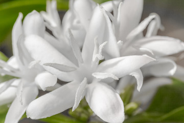 Fleurs de caf&eacute;iers 