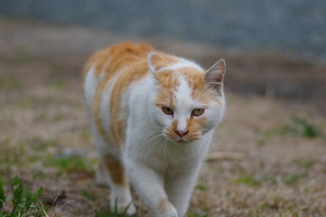 Obraz premium 歩く猫