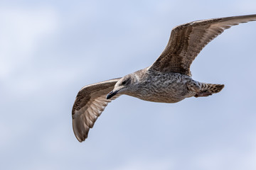 Obraz premium Seagull in Flight