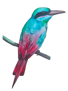 recommend clip art: watercolor illustration,  beautiful tropical bird in isolated white background.