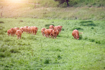 cow in the green grass