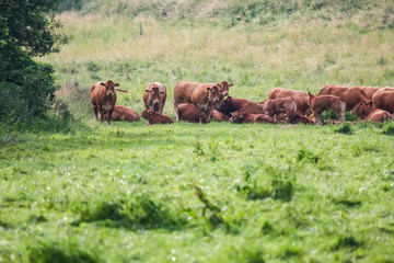 Fototapeta na wymiar cow in the green grass