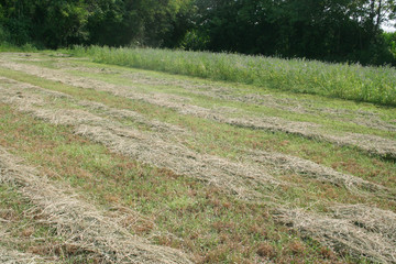 Meadow mowed on summer. Hay in a row on field. Agricultural field in northern Italy. 