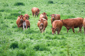 cow in the green grass