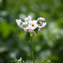 potato blossom
