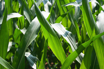 Bright green corn leaves on plant in the field. Corn field on a sunny day