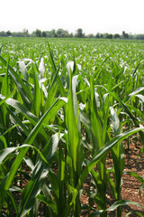 Bright green corn leaves on plant in the field. Corn field on a sunny day