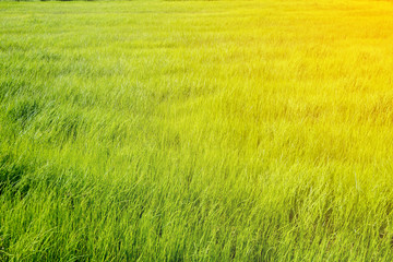 Obraz na płótnie Canvas The rice fields that are about to turn green in the farming season.