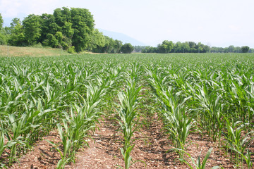 Naklejka premium Green corn plants growing in the field on a sunny day. Corn field in the italian countryside