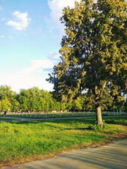 Obraz premium tree in the park