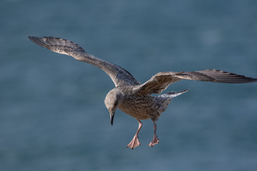 Seagull in Flight
