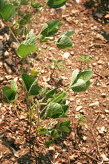 Drought on soybean field on summer. Climate Change and Global Warming on agricultural field in northern Italy