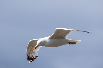 Seagull in Flight