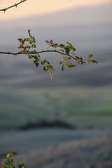 Val d'Orcia