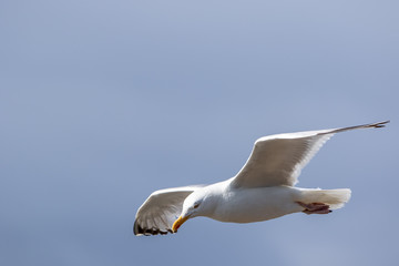 Seagull in Flight