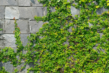 Green creeper, Coatbuttons or Mexican daisy crawling on the stone wall.