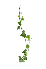 Single Green ivy branch isolated on white