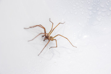 House spider in bath